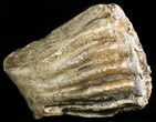 Partial, Southern Mammoth Molar - Hungary #45550-2